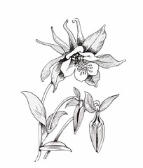 Beautiful monochrome, black and white flower isolated. Hand