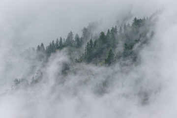 Bergwald in Wolken