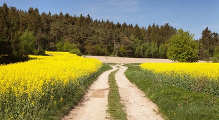 Field of rapeseed (brassica napus) with rural road