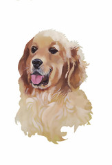 English cocker spaniel Animal dog watercolor illustration