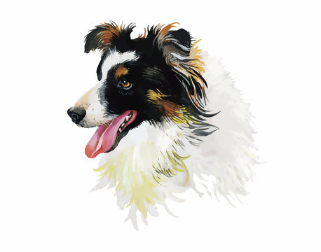 Border Collie Animal dog watercolor illustration isolated on
