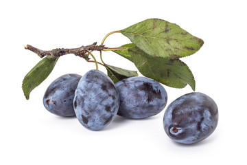 Fresh ripe plums on the branch with leaves on white background