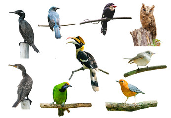 set of birds on white background, hornbill, boardbill, owl and other birds