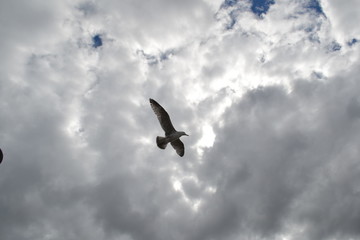 Mewa w locie © marcingregor