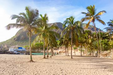 Obraz na płótnie Canvas Coconut trees in Tarrafal beach in Santiago island in Cape Verde