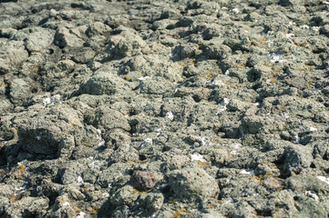 Sea rock surface closeup detail as background