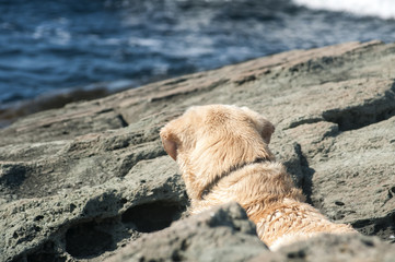 Golden Retriever dog standing on sea cliff watching the sea