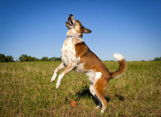 Energetic  Australian cattle dog leaping left with orange ball in foreground 