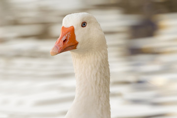 Beautiful white goose portrait.
