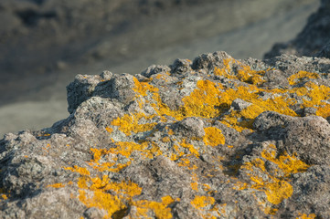 Sea cliff with yellow dry lichen closeup