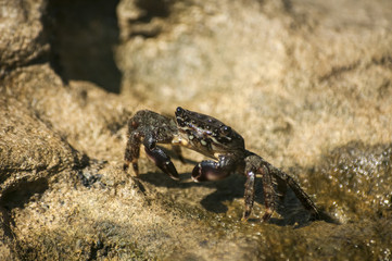 Brown crab on wet sea rock closeup