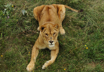 lioness lies on a grass
