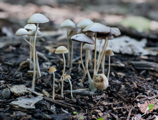 Little white mushrooms