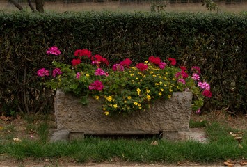 Fototapeta na wymiar Blumentrog mit Geranien und Sommerblumen 
