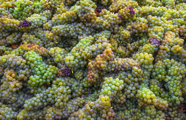 vendanges/grappes de raisins