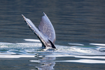 Fototapeta premium Humpback Whale (Megaptera novaeangliae) tail, Juneau, Alaska