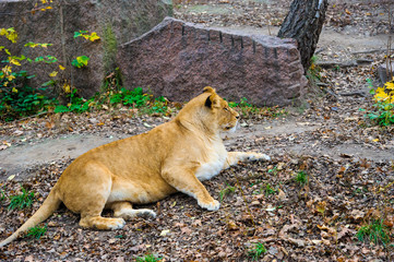 Lion