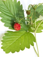 Strawberry and leaf on white  background
