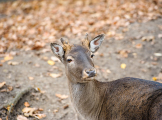 Western roe deer