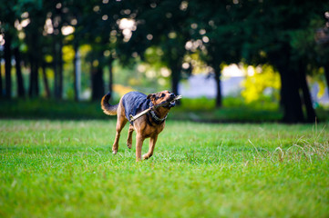 Dog running with a stick in its mouth in a grass