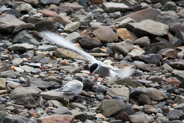 Fototapeta premium Sterna