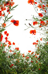 Naklejka premium Poopies flowers frame on white background