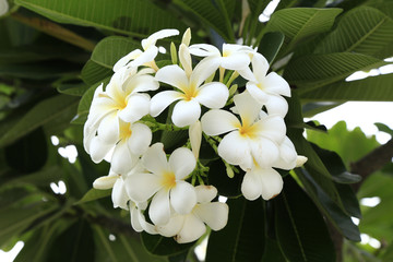 White and yellow Plumeria. (frangipani flowers, Frangipani, Pago