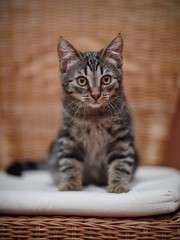 Fototapeta na wymiar Striped domestic kitten