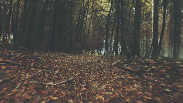 POV dogs running forest and sent to forest fires
