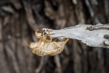 Empty chrysalis cicada