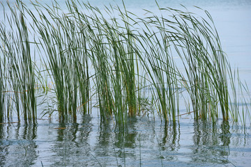 tall grass in flooded wetland