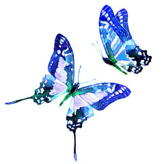 butterflies design