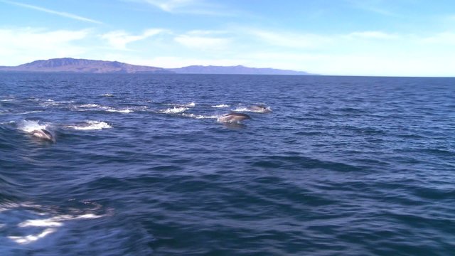 A pod of dolphins frolic off the coast of Santa Barbara, California, as seen from a boat nearby.