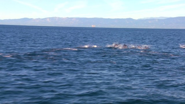 A pod of dolphins frolic off the coast of Santa Barbara, California, as seen from a boat nearby.