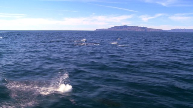 A pod of dolphins frolic off the coast of Santa Barbara, California, as seen from a boat nearby.