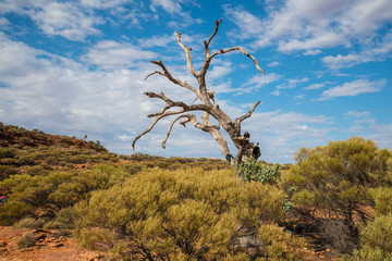 Dry landscape of the Northern Territory, outback Australia.