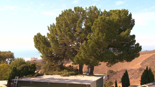 Timelapse shot of a tree being trimmed.