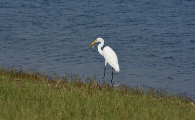 a white egret eating a baby turtle at a big lake 