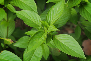 Hoary Basil .thai herb