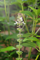 Hoary Basil .thai herb