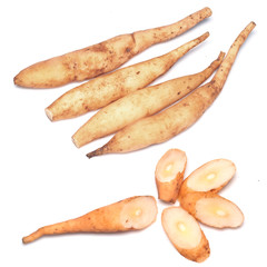 Stemona tuberosa Lour .thai herb