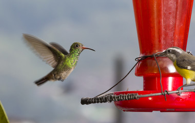 Colibri colirrufo © Haz