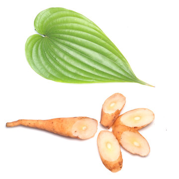 Stemona tuberosa Lour .thai herb