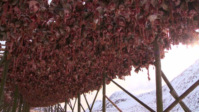 Fish are hung out to dry on racks in the Lofoten Islands, Norway.