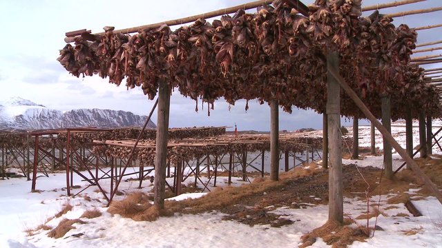 Fish heads are hung out to dry on wooden racks in the Lofoten Islands, Norway.