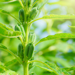 Obraz premium Grow of Sesame Plant .