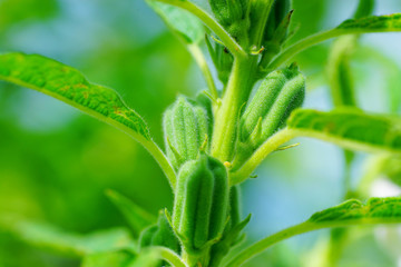 Grow of Sesame Plant .