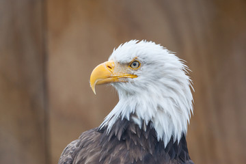 Portrait of a bald eagle (lat. haliaeetus leucocephalus), Alaska,