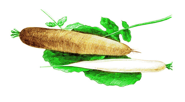 Daikon. Botanica