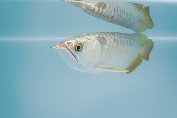 Exotic pet, arowana.